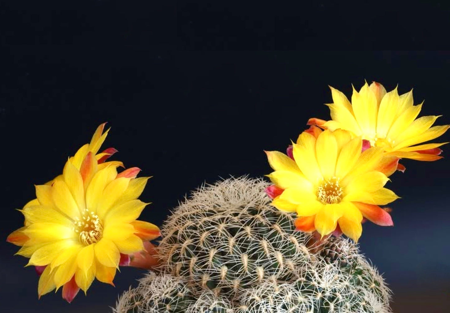 Sulcorebutia cardenasiana FRØ