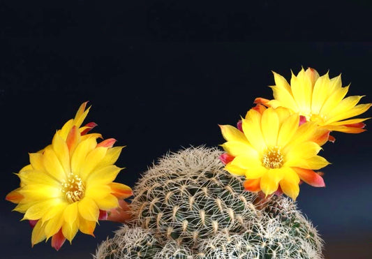 Sulcorebutia cardenasiana FRØ