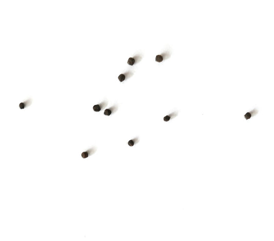 하얀 배경 위에 소형 어두운 선줄레부티아 크리스파타 선인장 씨앗