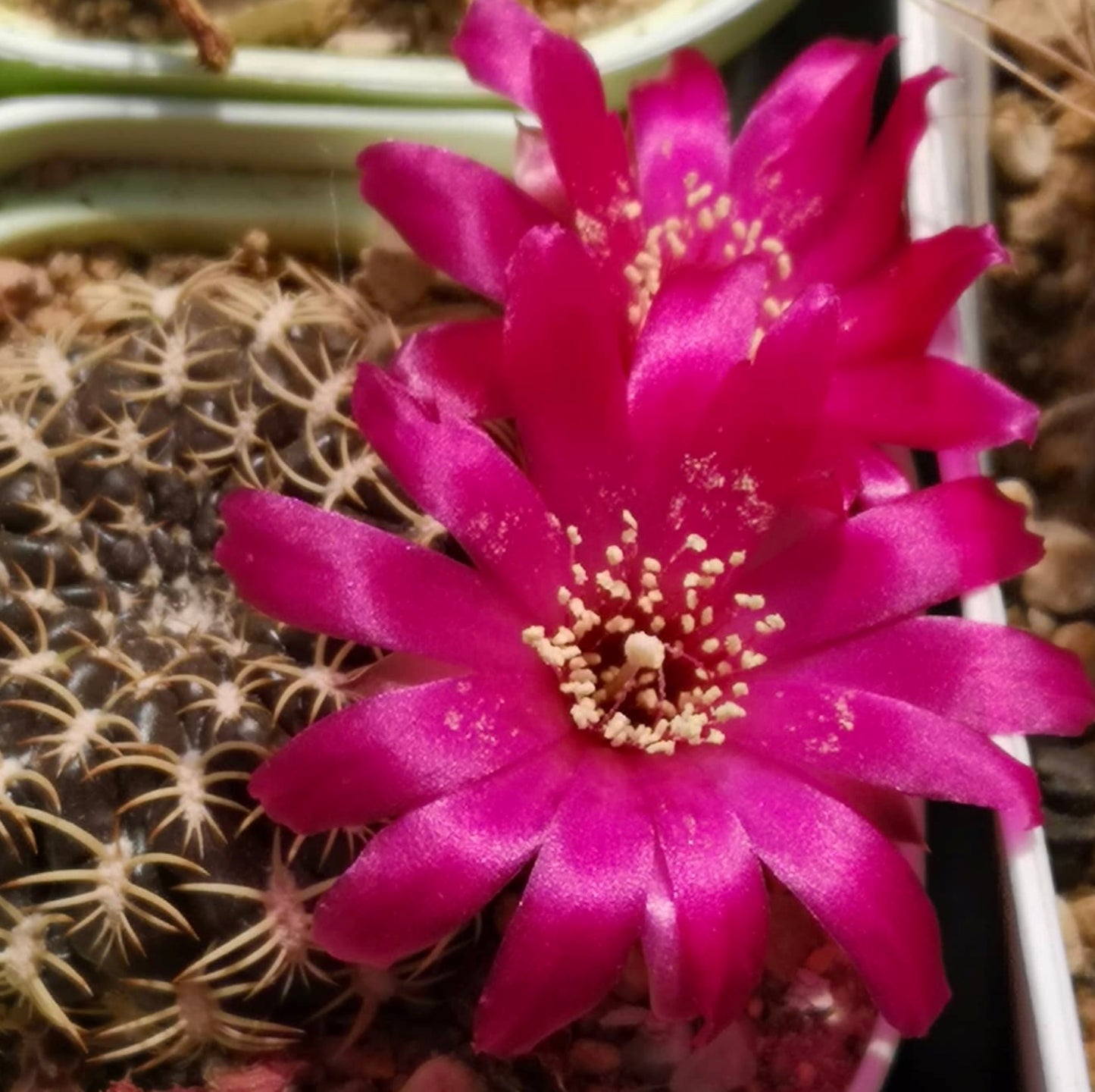 Semi di Sulcorebutia dorana