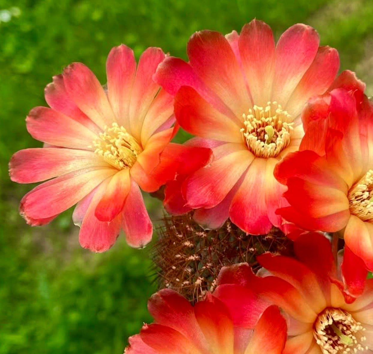 Sulcorebutia frankiana SEEDS