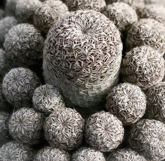 Sulcorebutia gemmae FRØ