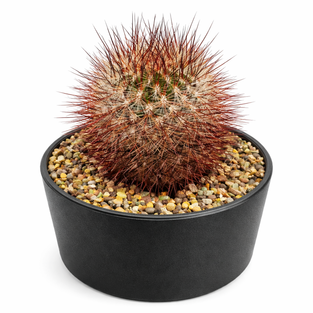 Graines de Sulcorebutia glomerispina