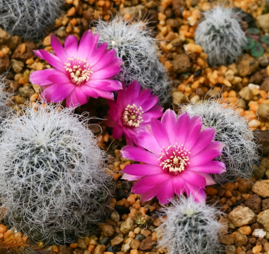 Semi di Sulcorebutia hertusii