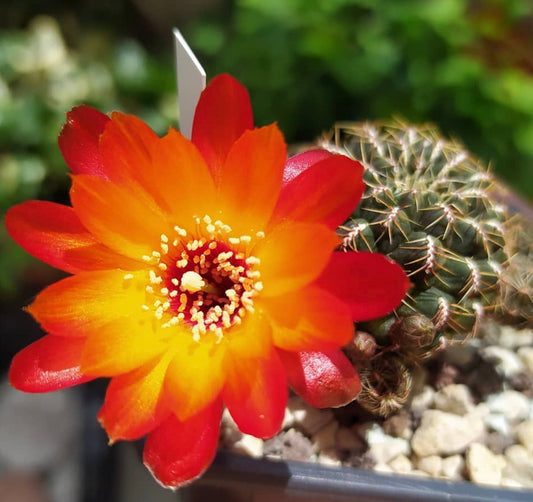 Sulcorebutia hoffmanniana HS177 FRØ