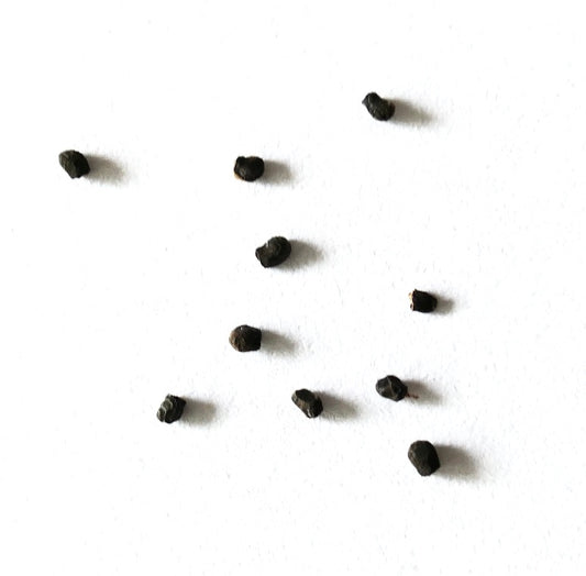 흰색 배경에 흩어져 있는 쑬코레부티아 호프만니아나 선인장 씨앗