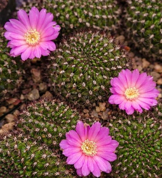 Sulcorebutia mentosa pequeño cactus verde con flores rosas y textura espinosa