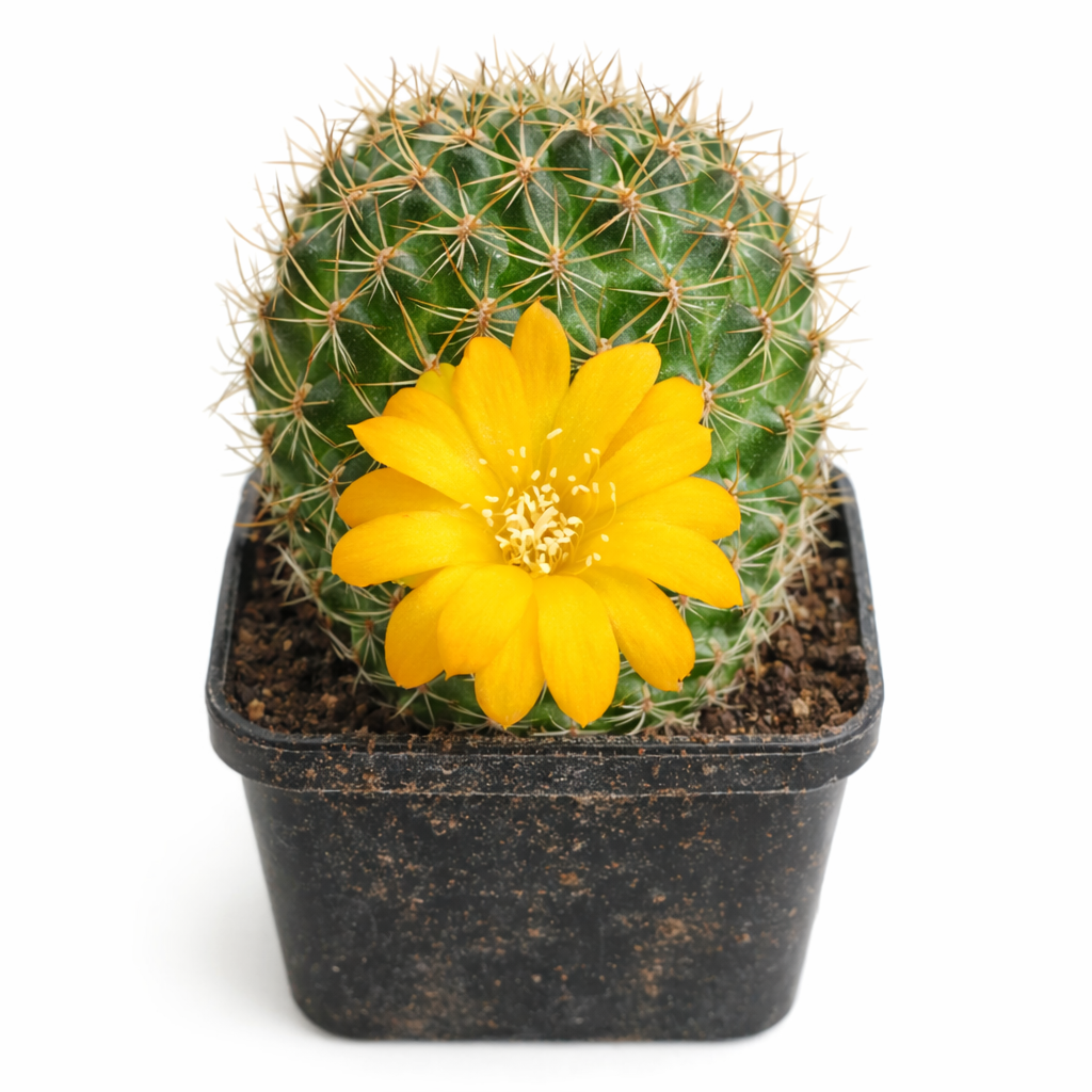 Sulcorebutia muschii FRØ