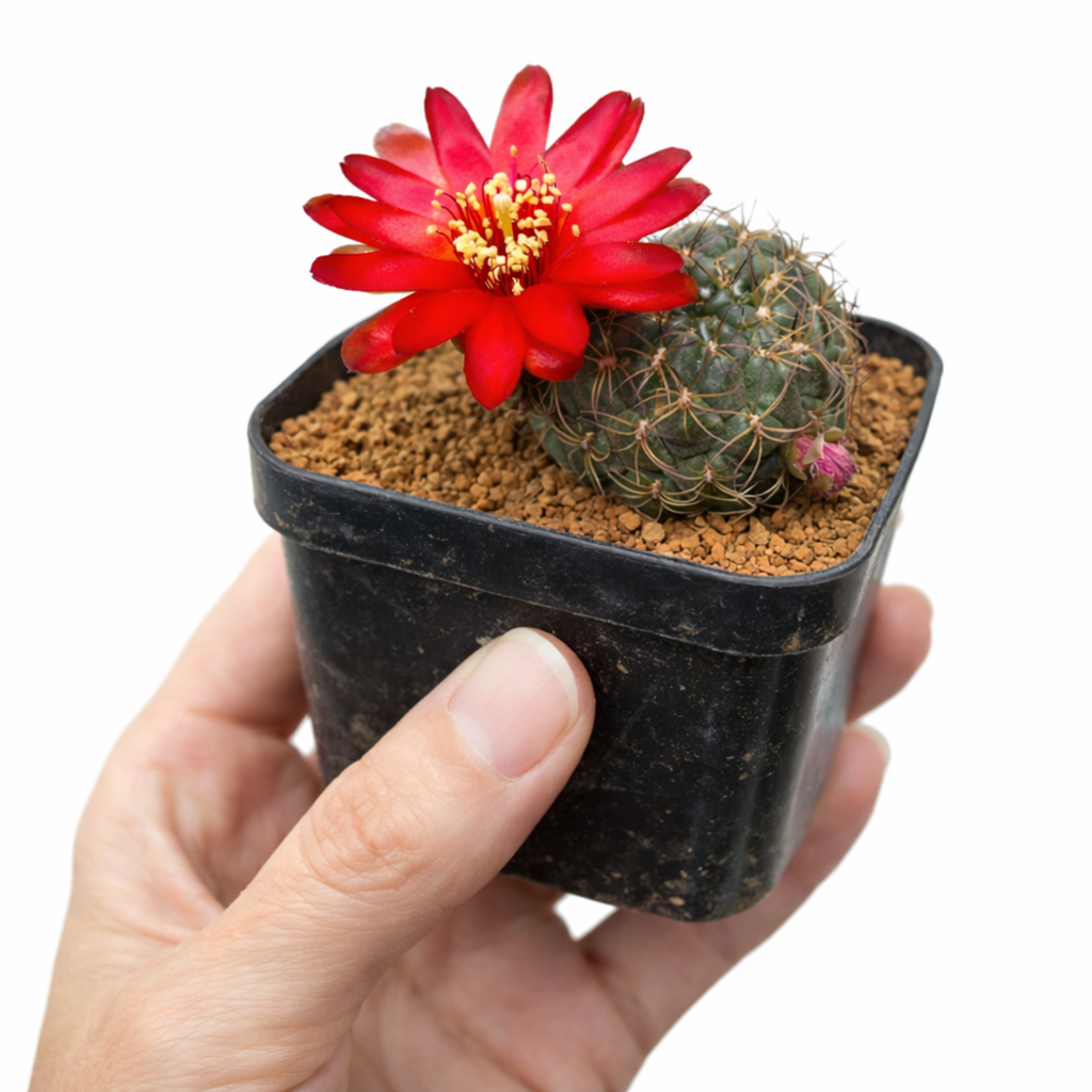 Sulcorebutia tarijensis pequeño cactus con flor roja brillante en maceta negra