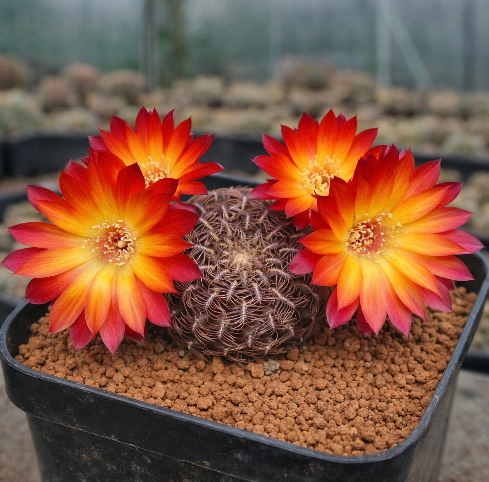 Cactus Sulcorebutia vanbaelii con flores brillantes naranjas y amarillas en maceta negra