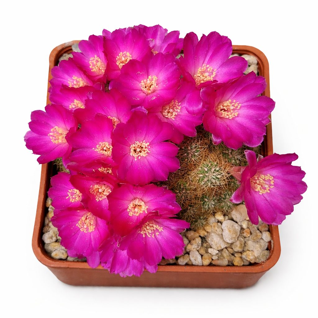 Cactus Sulcorebutia vasqueziana con flores vibrantes de color magenta en una maceta cuadrada pequeña