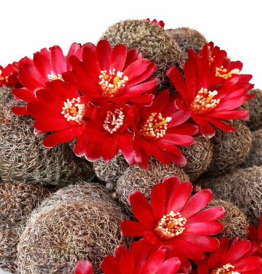 Cactus Sulcorebutia verticillacantha con flores rojas brillantes y espinas densas