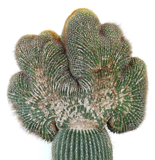 Carnegia polylopha gezackter Kaktus mit dichten Stacheln und einzigartigem fächerförmigem Wachstum