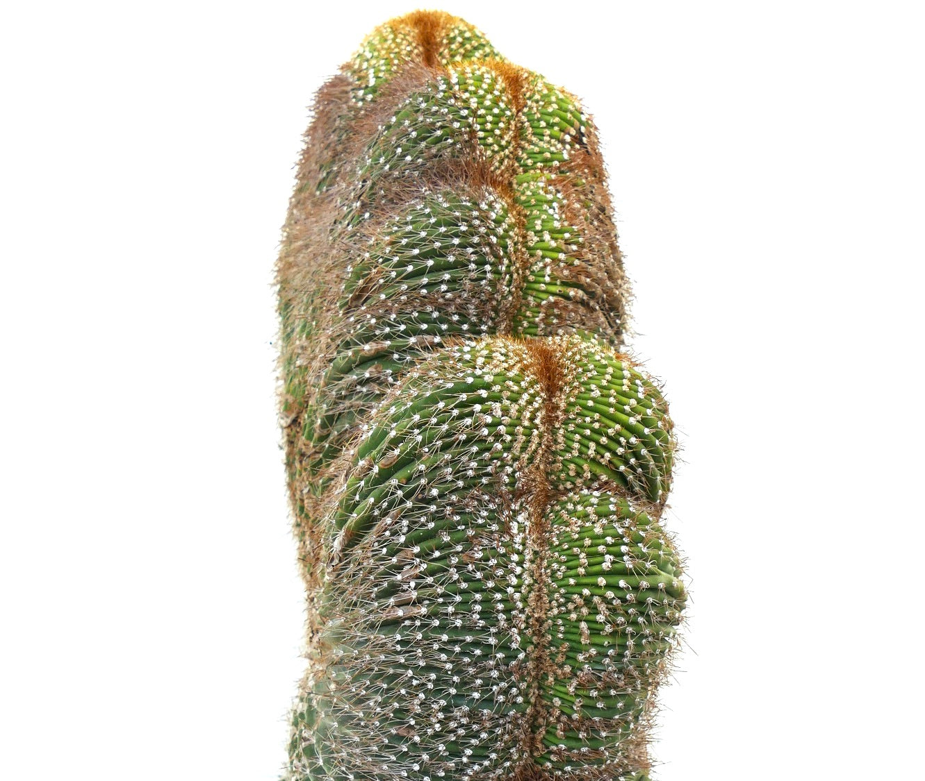 Carnegia polylopha gekämmter Kaktus mit dichten weißen Stacheln und gerippten grünen Stielen