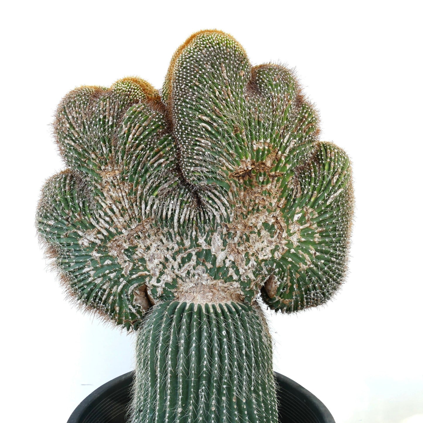 Carnegia polylopha Kamm-Kaktus mit dichten Dornen und einzigartigem fächerförmigem Wachstum im Topf