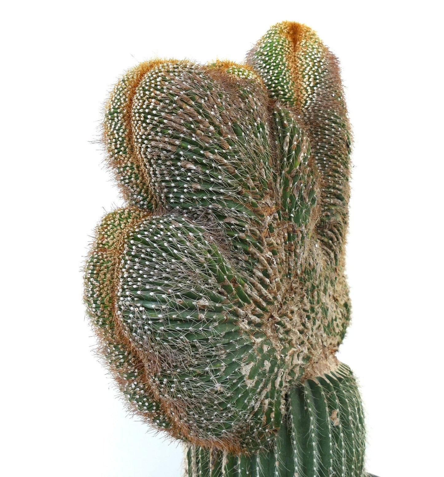 Carnegia polylopha gekrönter Kaktus mit dichten Dornen und einzigartigem fächerförmigem Wuchs.