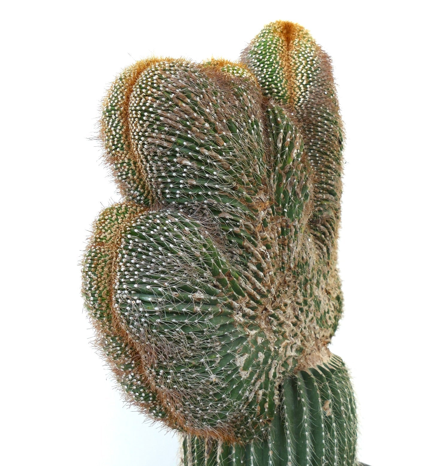 Carnegia polylopha gekrönter Kaktus mit dichten Dornen und einzigartigem fächerförmigem Wuchs.