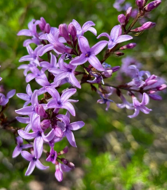 Fiori delicati di lilla viola di Syringa afghanica a grappolo con sfondo verde sfocato