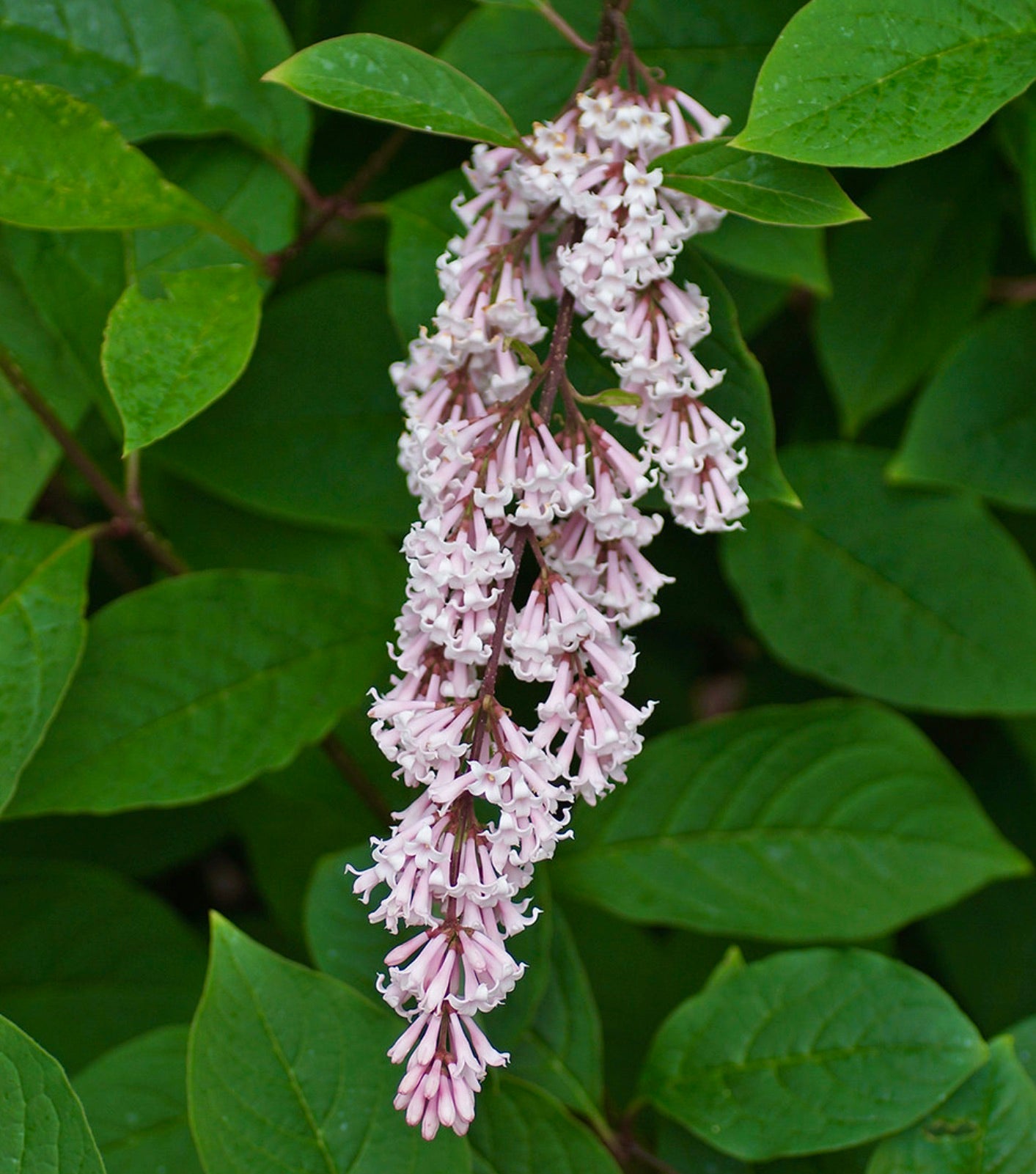 Syringa tomentella subsp. yunnanensis Pflanze mit dekorativen Büscheln duftender lila Blüten