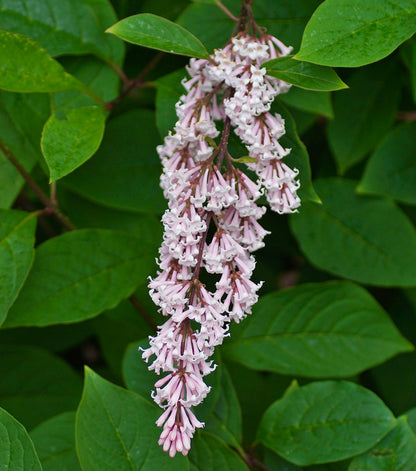 Syringa tomentella subsp. yunnanensis Pflanze mit dekorativen Büscheln duftender lila Blüten