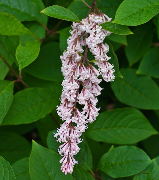 Syringa tomentella subsp. yunnanensis delicate pale pink tubular flowers with lush green leaves