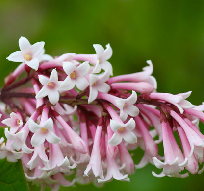 Nahaufnahme von Syringa tomentella subsp. yunnanensis mit zarten fliederfarbenen Blüten und grünem Laub
