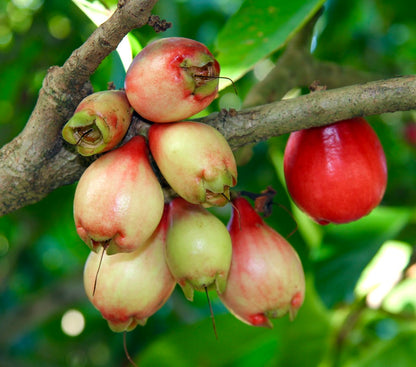 Syzygium malaccense 100-160cm