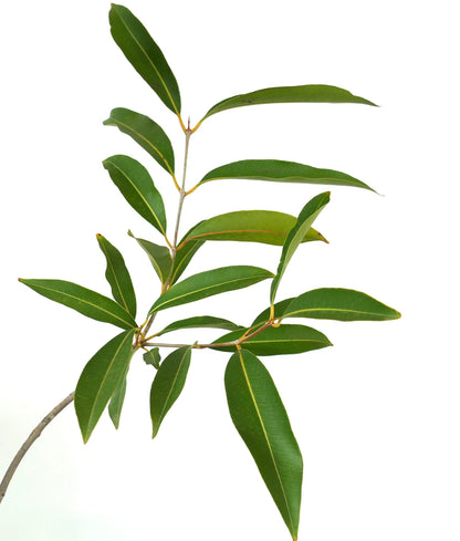 Syzygium malaccense branch with elongated green leaves and prominent yellow veins