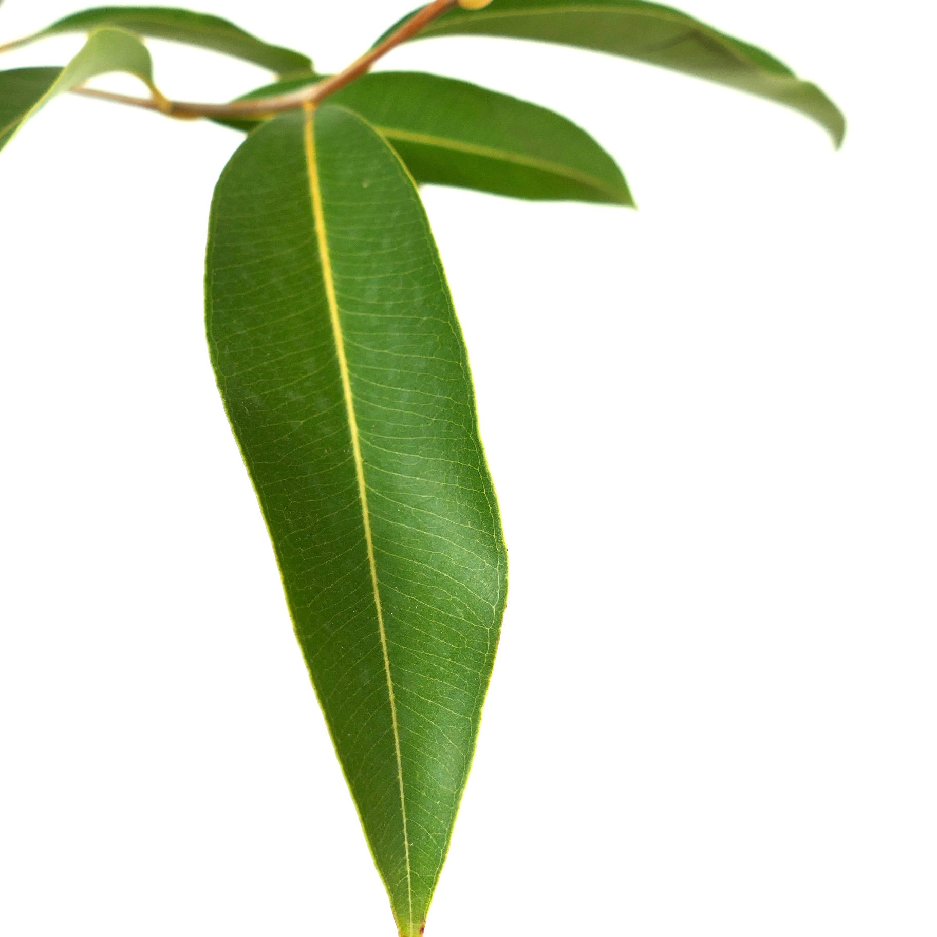 Syzygium malaccense elongated glossy green leaf with prominent central vein close-up