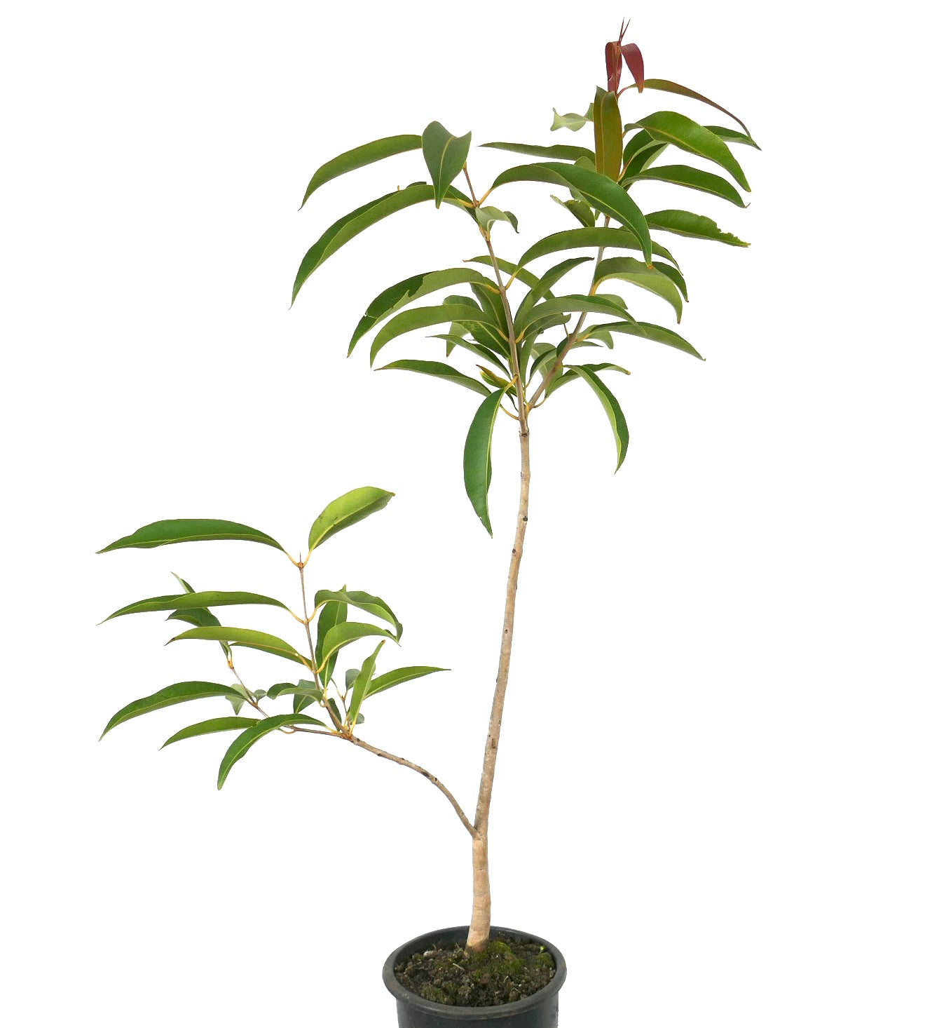 Syzygium malaccense young slender tree with elongated green leaves in black pot