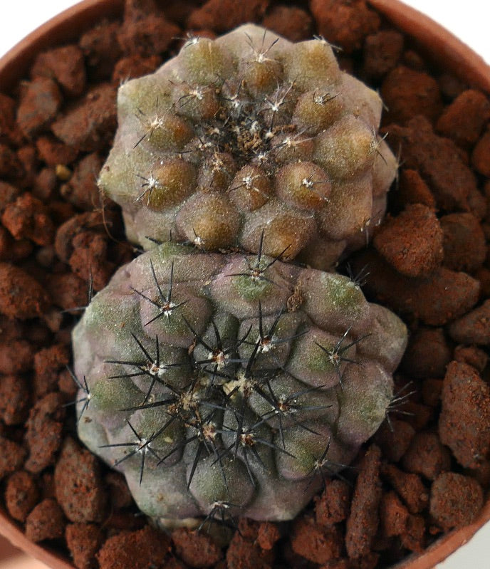 TWO Copiapoa cinerea x hypogaea HYBRIDS