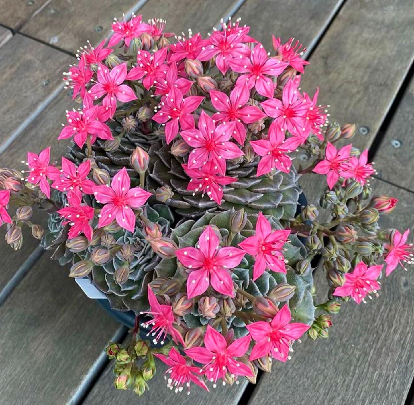 Tacitus bellus SEEDS