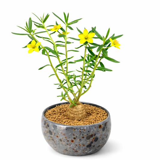 Talinum caffrum SEEDS