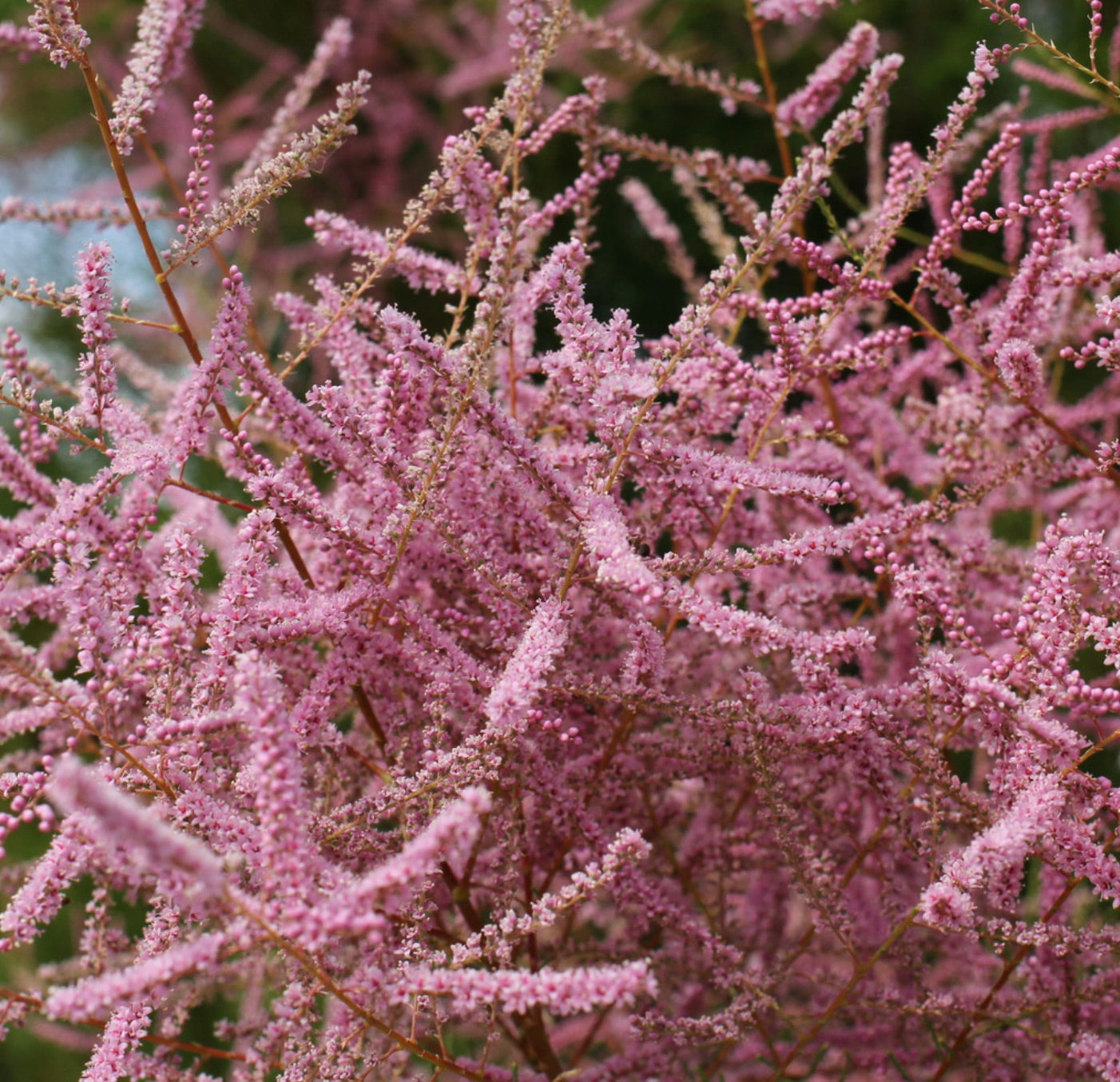 Primo piano di Tamarix gallica con dense grappoli di piccoli fiori rosa su sottili rami arcuati, creando un effetto piumato e morbido sullo sfondo verde.