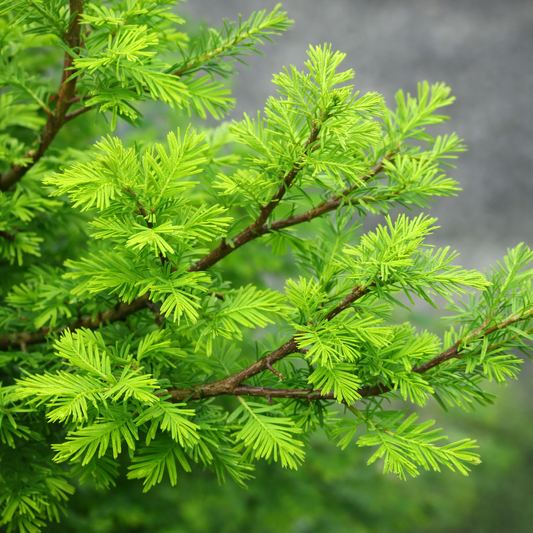 Taxodium distichum cv PEVÈ MINARETH fogliame piumoso di un verde brillante su rami di conifera decidua