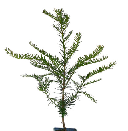 Taxus baccata 10-15cm