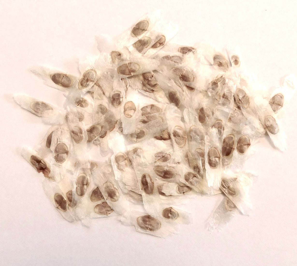 เมล็ดเตโคมา สแตนส์ วาร์. สแตนส์ สีน้ำตาลพร้อมปีกเมล็ดโปร่งแสง ถ่ายใกล้บนพื้นหลังสีขาว