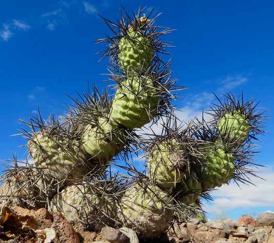 Tephrocactus aoracanthus SEEDS