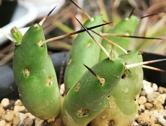 Tephrocactus boliviensis SEEDS