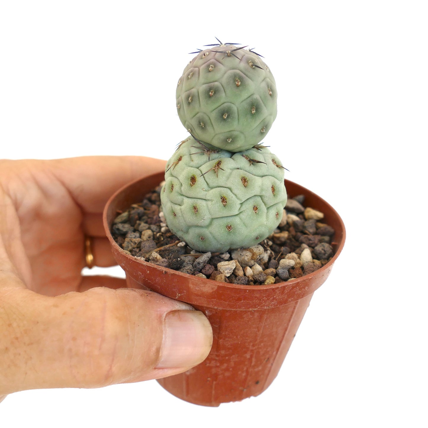 Tephrocactus geometricus BLACK SPINES