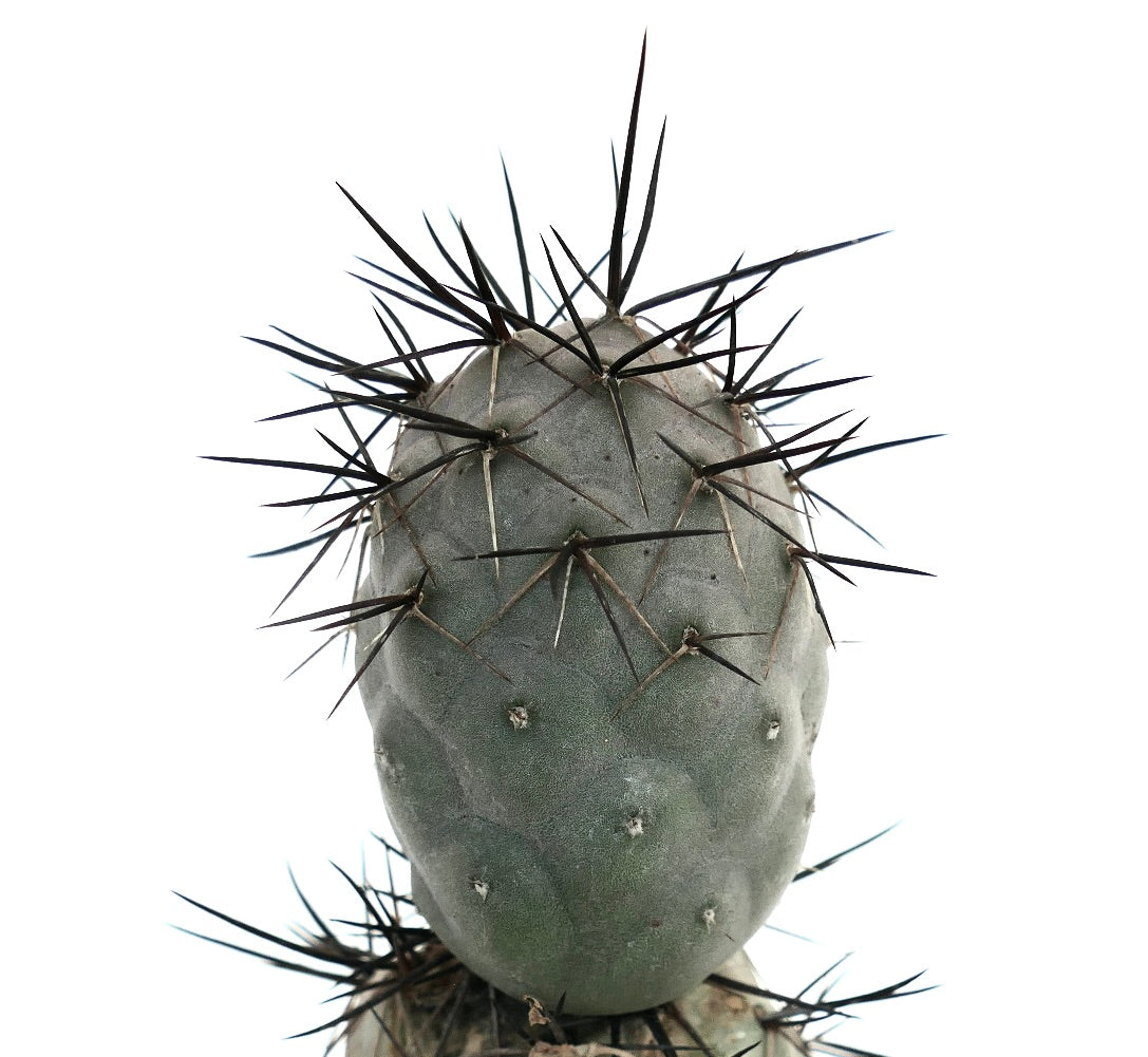 Tephrocactus geometricus BLACK SPINES