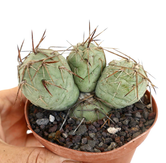 Tephrocactus geometricus BROWN SPINES