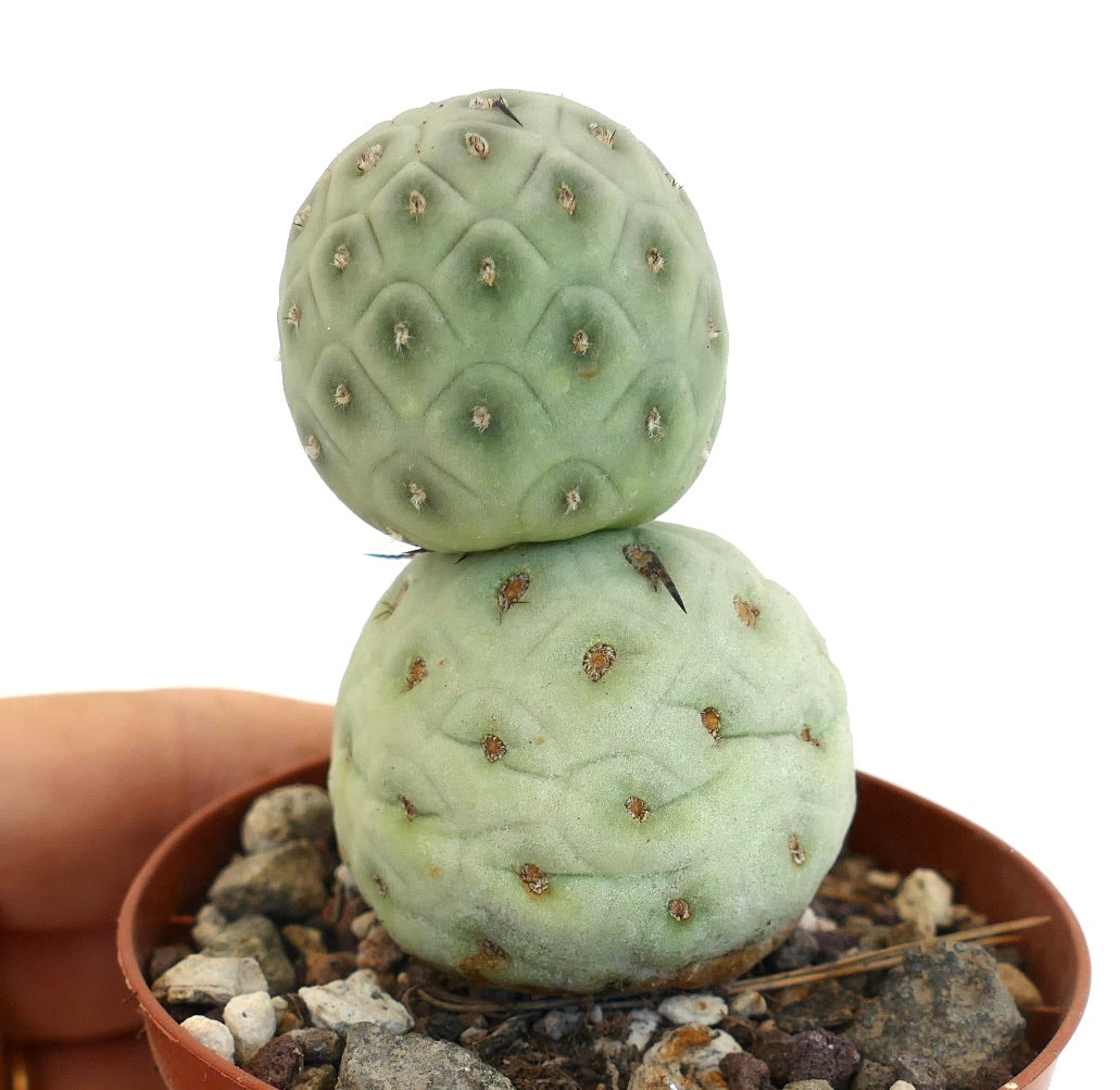 Tephrocactus geometricus