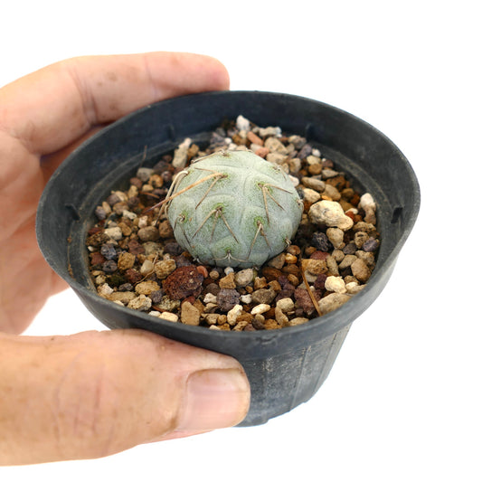 Tephrocactus geometricus WHITE SPINES