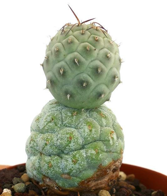 Tephrocactus geometricus BROWN SPINES