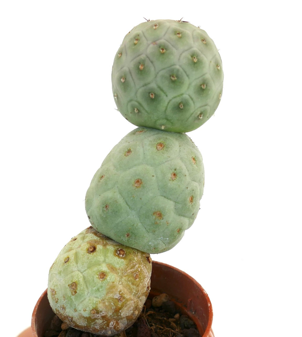 Tephrocactus geometricus