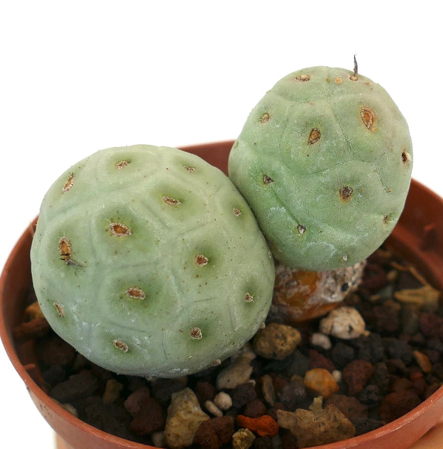 Tephrocactus geometricus