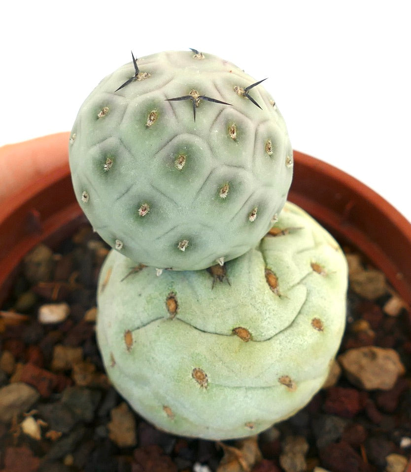 Tephrocactus geometricus BLACK SPINES