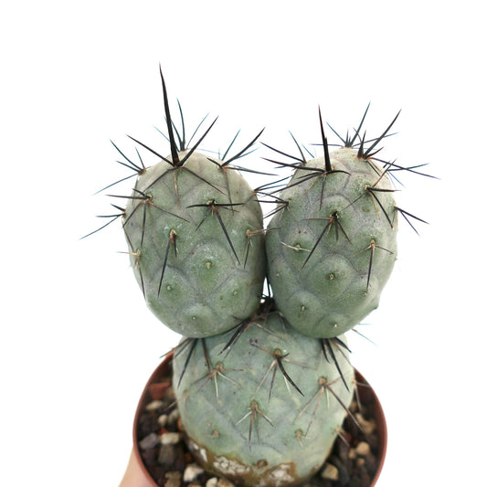 Tephrocactus geometricus BLACK SPINES