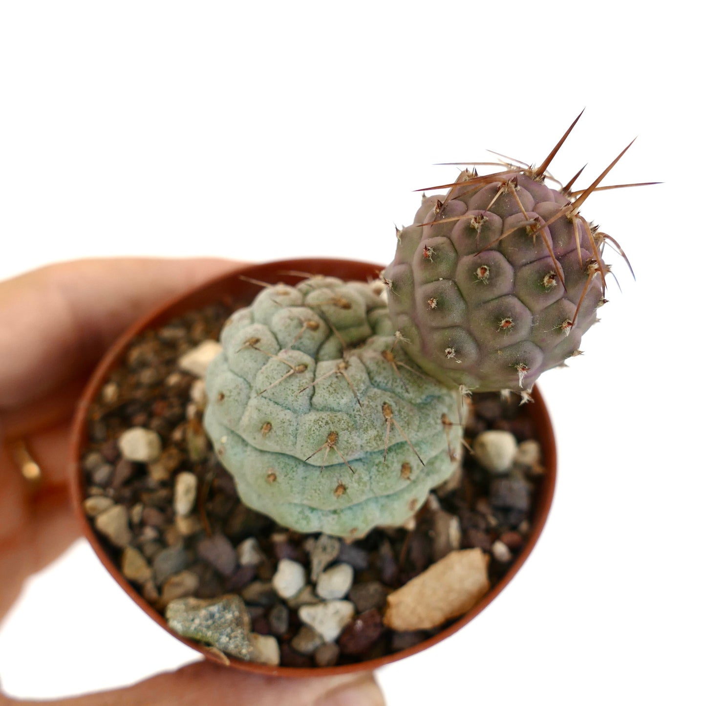 Tephrocactus geometricus BROWN SPINES